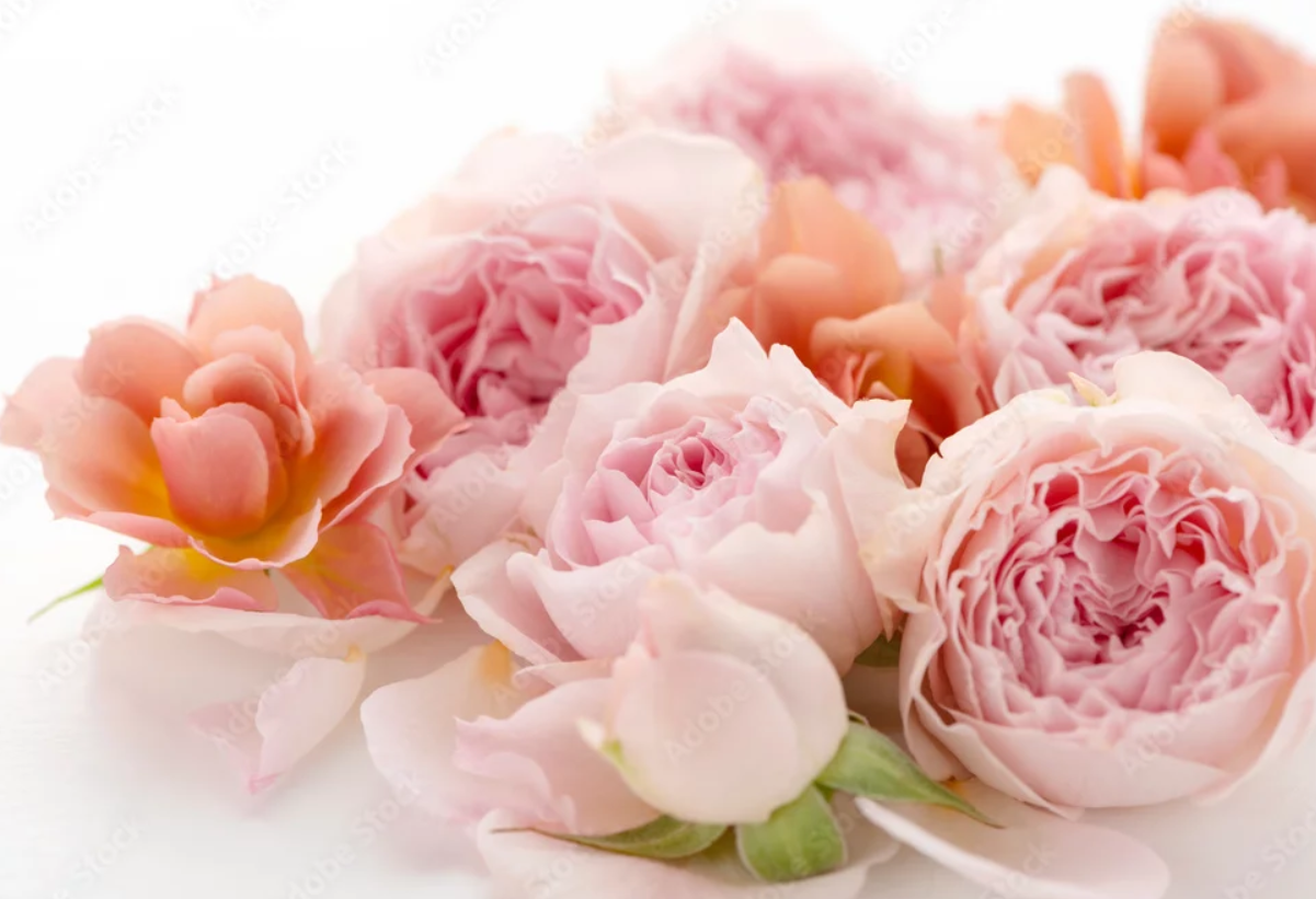 画像の説明 画像の説明